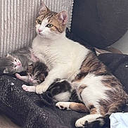Chiquette participe au concours pour gagner de l'argent avec cette photo : cat, kitten, mother_cat, animal, pet, feline, cuddle, resting, indoor, blanket, fur, cute, sleeping, comfort, cozy, domestic, young, nurturing, soft, relaxing