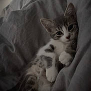 Muscat participe au concours pour gagner de l'argent avec cette photo : kitten, cat, pet, animal, feline, gray, white, bed, blanket, cozy, cute, fur, paw, resting, indoor, sleepy, young, soft, relaxed, comfort