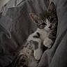 animal, bed, blanket, cat, comfort, cozy, cute, feline, fur, gray, indoor, kitten, paw, pet, relaxed, resting, sleepy, soft, white, young