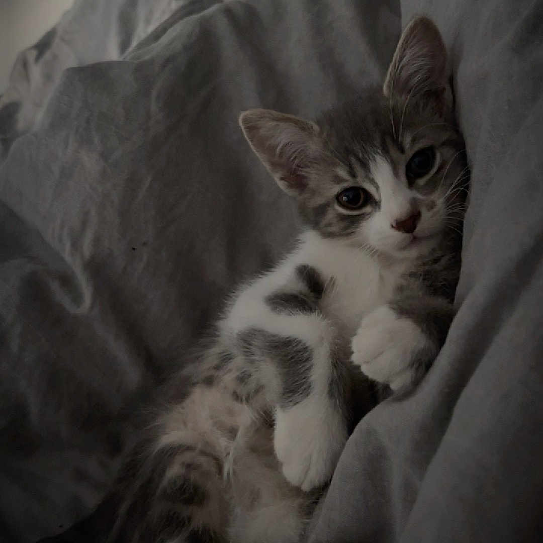 Muscat participe au concours pour gagner de l'argent avec cette photo : kitten, cat, pet, animal, feline, gray, white, bed, blanket, cozy, cute, fur, paw, resting, indoor, sleepy, young, soft, relaxed, comfort