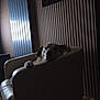 Flash participe au concours pour gagner de l'argent avec cette photo : dog, sleeping, chair, paw, indoor, striped_wallpaper, framed_picture, relaxing, furniture, canine, pet, cozy, wooden_floor, resting, calm, domestic_animal, quiet, home_interior, low_light, comfort