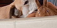 Flash participe au concours pour gagner de l'argent avec cette photo : dog, rabbit, pet, animal, indoor, couch, furniture, cozy, closeup, face, ears, fur, domestic, companion, relaxed, light, wall, home, cute, curious