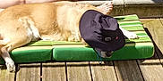 Flash participe au concours pour gagner de l'argent avec cette photo : dog, hat, outdoor, sunbathing, cushion, wooden_deck, legs, relaxed, pet, summer, shade, green, striped, canine, resting, animal, sunlight, foot, hat_covering_face, casual