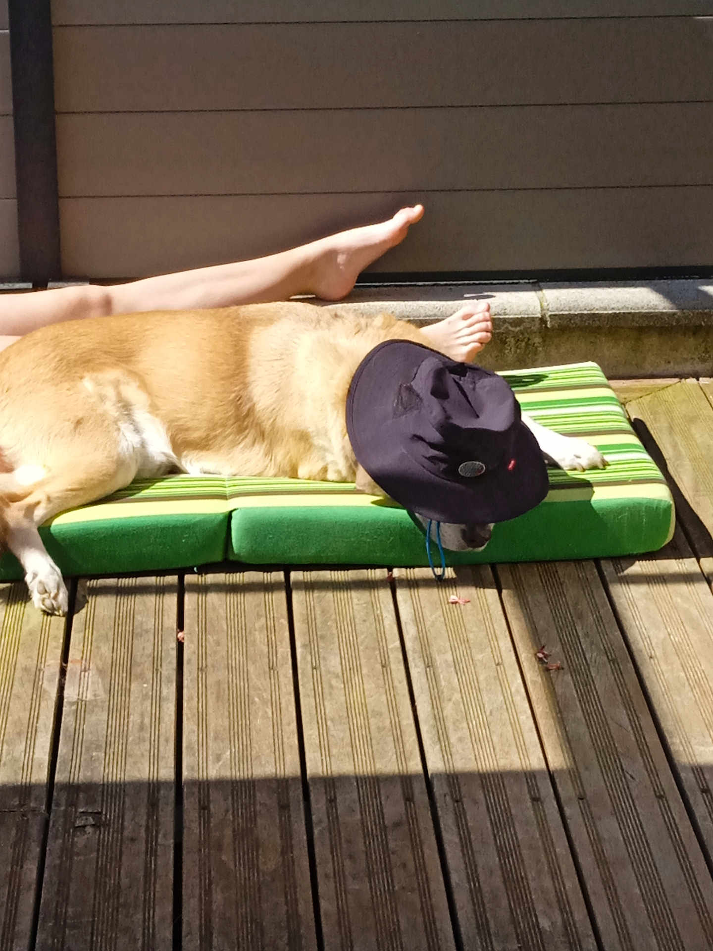 Flash participe au concours pour gagner de l'argent avec cette photo : dog, hat, outdoor, sunbathing, cushion, wooden_deck, legs, relaxed, pet, summer, shade, green, striped, canine, resting, animal, sunlight, foot, hat_covering_face, casual