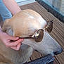 Flash a rejoint le concours — aidez-le/la à gagner de superbes lots ! dog, sunglasses, hand, outdoor, wooden_deck, glass_table, pet, canine, brown_fur, animal, summer, relaxing, fashion, accessory, casual, close_up, companion, domestic_animal, funny, portrait