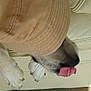 dog, cap, baseball_cap, tongue, paws, leather_couch, pet, animal, indoor, playful, canine, closeup, tongue_out, fur, beige, cute, resting, casual, hat, domestic_animal
