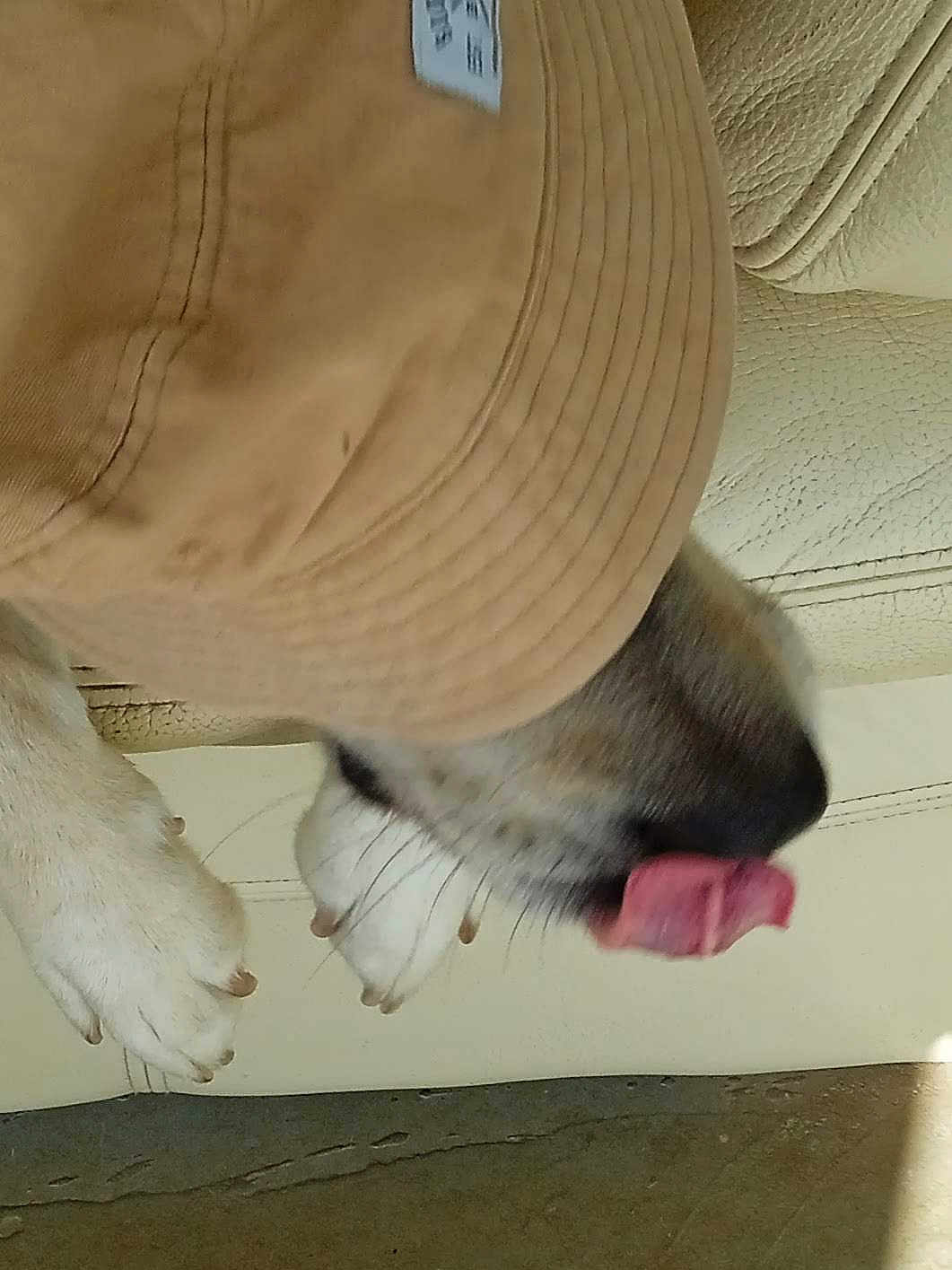 Flash a rejoint le concours — aidez-le/la à gagner de superbes lots ! dog, cap, baseball_cap, tongue, paws, leather_couch, pet, animal, indoor, playful, canine, closeup, tongue_out, fur, beige, cute, resting, casual, hat, domestic_animal