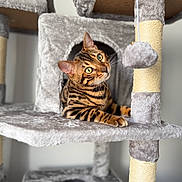 Abarth a rejoint le concours — aidez-le/la à gagner de superbes lots ! bengal_cat, cat, pet, animal, cat_tree, plush, toy, scratching_post, feline, green_eyes, curious, indoor, cute, playful, fur, whiskers, ears, relaxed, looking_up, household