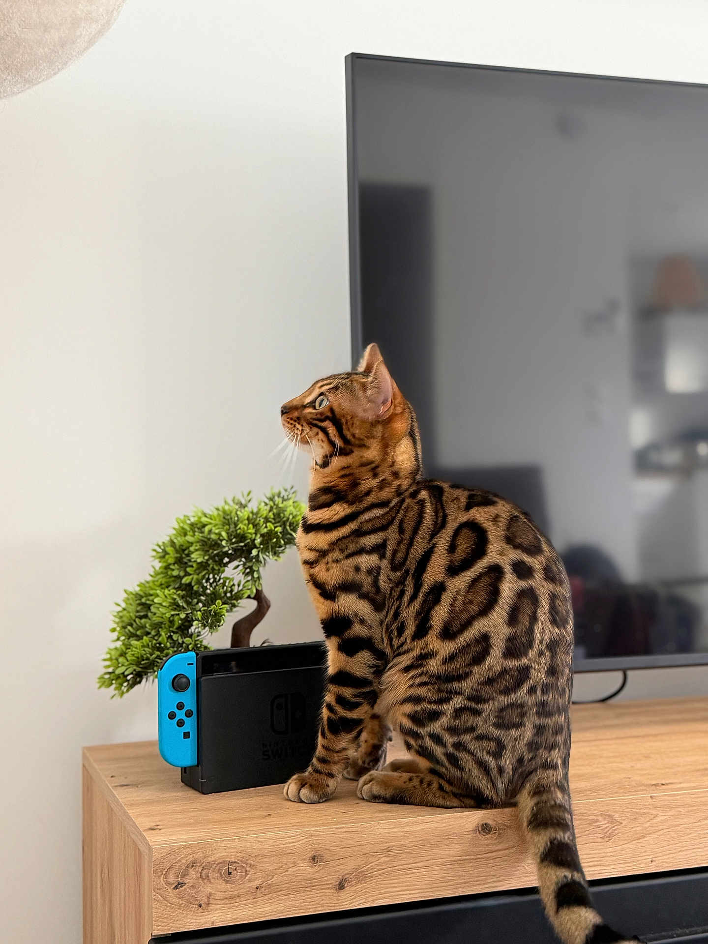 Abarth participe au concours pour gagner de l'argent avec cette photo : cat, bengal_cat, pet, animal, wooden_cabinet, bonsai_tree, nintendo_switch, tv_screen, indoor, furniture, striped, tabby, sitting, side_view, curious, domestic_cat, houseplant, electronics, modern, cozy