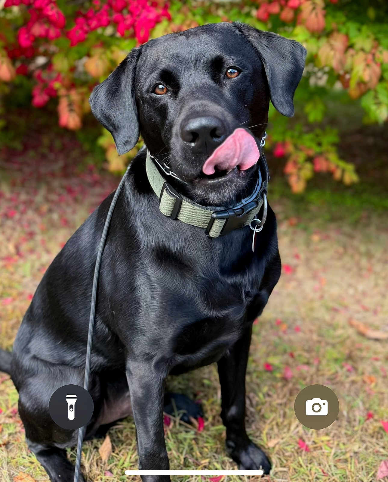Kai is registered to the contest to win money with this photo: dog, black_dog, pet, animal, outdoor, grass, leaves, autumn, nature, collar, tongue, licking, cute, sitting, canine, friendly, ears, fur, muzzle, daylight