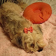 Luna joined the competition — help win amazing prizes! animal, blanket, bow, comfort, companion, cozy, cute, dog, fluffy, furry, home, indoors, lying_down, orange_pillow, pet, pink, relaxing, resting, sleeping, soft_texture