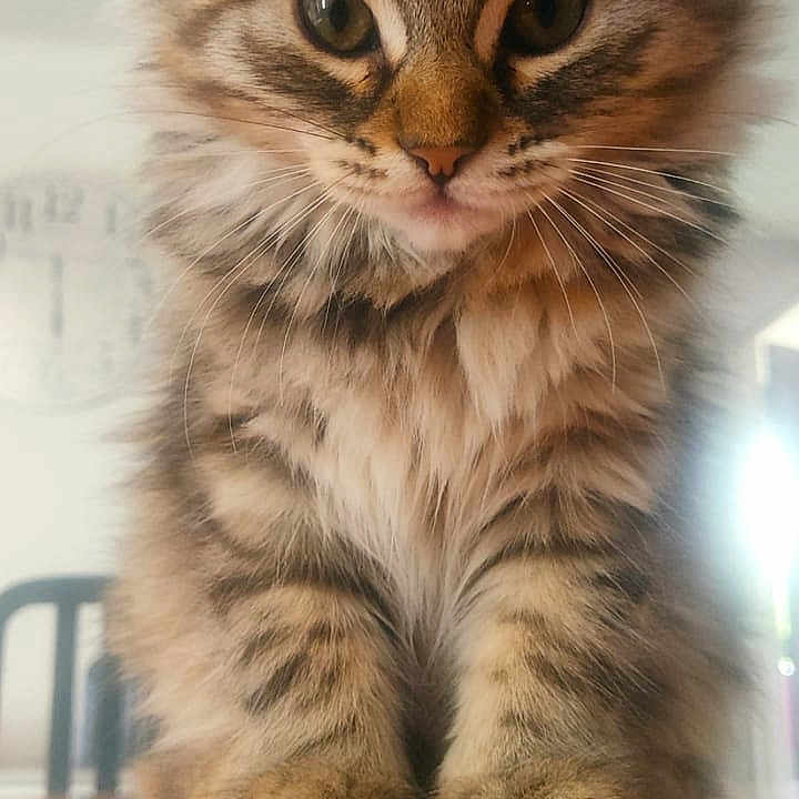 Perle a rejoint le concours — aidez-le/la à gagner de superbes lots ! animal, cat, close_up, curious, cute, domestic_cat, ears, eyes, feline, fluffy, fur, indoor, kitten, paws, pet, portrait, tabby, whiskers, wooden_surface, young_cat