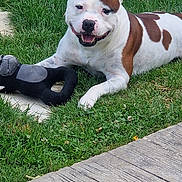 Roy participe au concours pour gagner de l'argent avec cette photo : animal, brown_spot, canine, daylight, dog, fence, grass, grass_lawn, happy, metal_grid, nature, outdoor, pet, playing, resting, sidewalk, smiling, stone, toy, white_dog