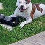 animal, brown_spot, canine, daylight, dog, fence, grass, grass_lawn, happy, metal_grid, nature, outdoor, pet, playing, resting, sidewalk, smiling, stone, toy, white_dog