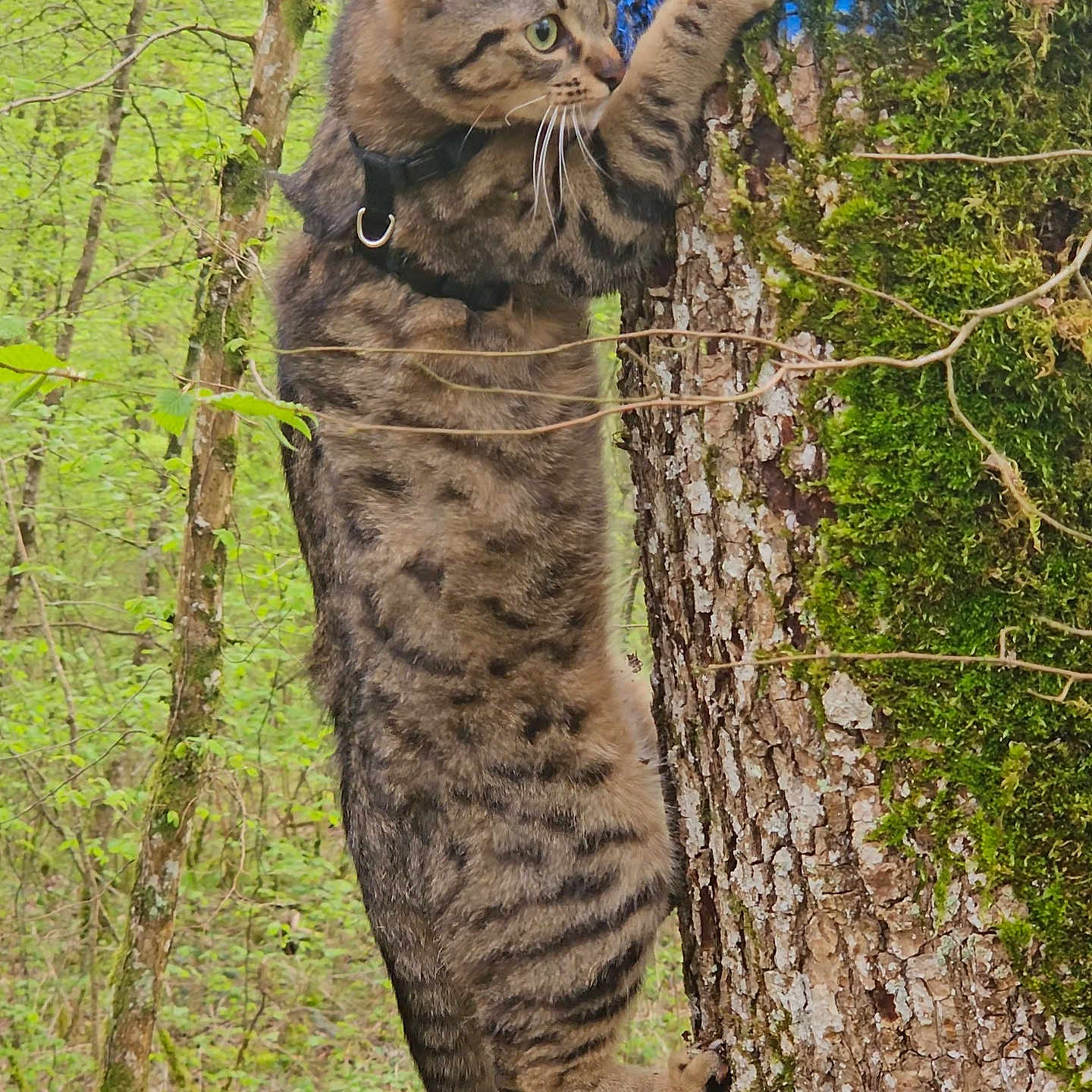 Nala participe au concours pour gagner de l'argent avec cette photo : alert, animal, cat, claws, climbing, forest, fur, greenery, habitat, marking, moss, nature, outdoor, paw, tabby_cat, tree, tree_bark, vertical, whiskers, wildlife