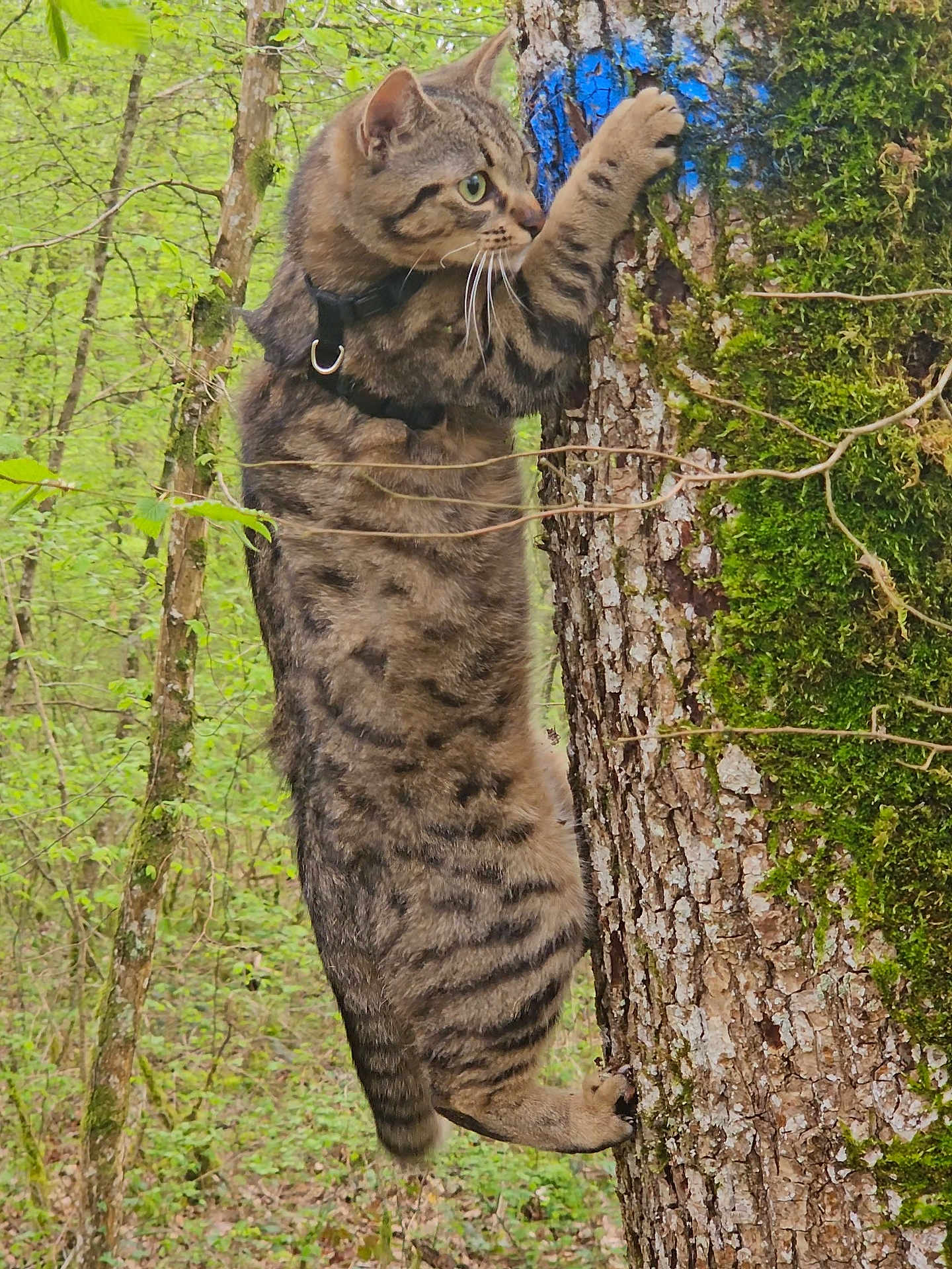 Nala participe au concours pour gagner de l'argent avec cette photo : cat, tabby_cat, climbing, tree, forest, moss, nature, outdoor, animal, greenery, wildlife, fur, whiskers, paw, tree_bark, marking, alert, claws, vertical, habitat