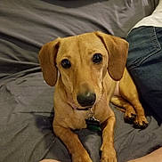 Delilah is registered to the contest to win money with this photo: dog, dachshund, pet, animal, bed, indoor, brown, ears, collar, tag, looking_up, cute, lying_down, person, jeans, skin, legs, cozy, home, canine