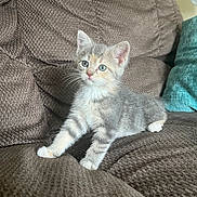 Lily joined the competition — help win amazing prizes! kitten, cat, pet, cute, feline, young, small, domestic_animal, fur, whiskers, indoor, couch, brown, texture, cozy, curious, sitting, paws, blue_eyes, household