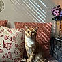 cat, ginger_cat, orange_tabby, pet, pillow, patterned_pillow, floral_pillow, cushions, vase, flowers, sunlight, window_blinds, shadow_lines, bench, fabric, cozy, indoor, whiskers, sitting, portrait