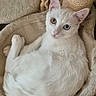 Beerus participe au concours pour gagner de l'argent avec cette photo : cat, white_cat, heterochromia, cat_tree, cat_hammock, pet, indoor, feline, curled_up, looking_at_camera, floor, plush, cozy, fur, ears, whiskers, paw, home, animal, relaxing