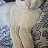 Beerus a rejoint le concours — aidez-le/la à gagner de superbes lots ! cat, white_cat, heterochromia, blue_eye, green_eye, pet, animal, feline, bedspread, patterned_bedspread, indoor, resting, relaxed, cute, animal_portrait, paw, fur, whiskers, close_up, domestic_cat