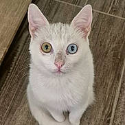 Beerus participe au concours pour gagner de l'argent avec cette photo : cat, white_cat, heterochromia, heterochromatic_eyes, indoor, wooden_floor, pet, animal, cute, curious, feline, sitting, looking_up, ears_up, pink_nose, short_fur, domestic_cat, closeup, portrait, young_cat