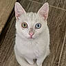 cat, white_cat, heterochromia, heterochromatic_eyes, indoor, wooden_floor, pet, animal, cute, curious, feline, sitting, looking_up, ears_up, pink_nose, short_fur, domestic_cat, closeup, portrait, young_cat