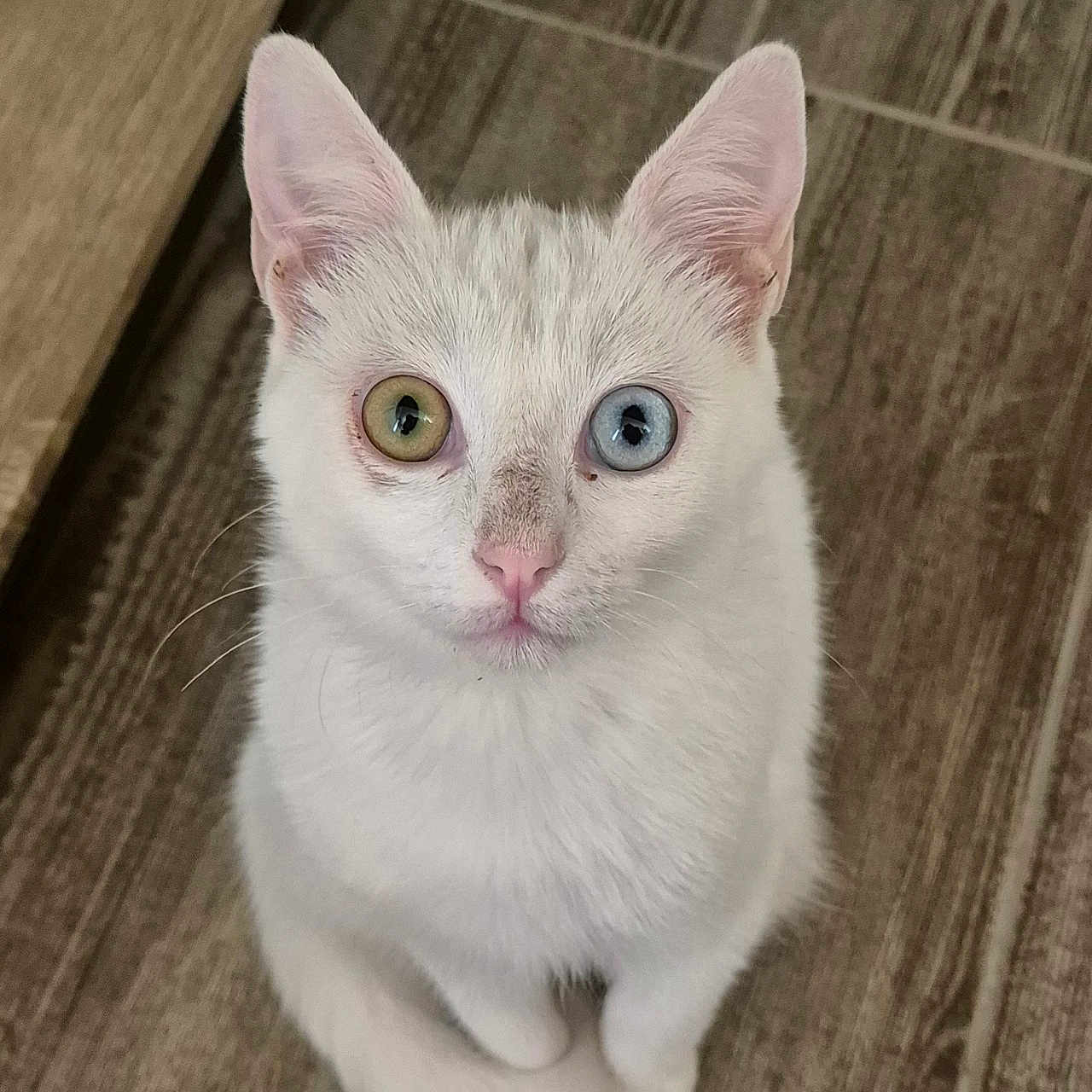 Beerus