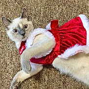 Tinkerbell joined the competition — help win amazing prizes! cat, kitten, santa_costume, red_dress, fur, carpet, cute, wide_eyes, holiday, pet, indoor, whiskers, paws, costume, playful, portrait, small_animal, mammal, upclose, gaze