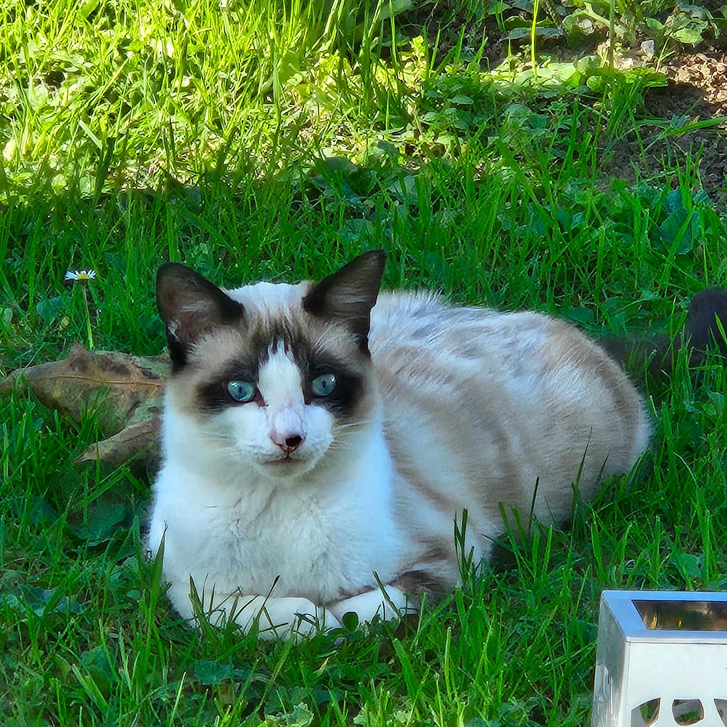 Voyou a rejoint le concours — aidez-le/la à gagner de superbes lots ! animal, backyard, cat, field, grass, grassland, green, herbal, herbs, kitten, lawn, manx, nature, outdoors, pet, plant, siamese, vegetation, wood, yard