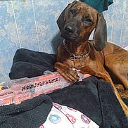 Saturn joined the competition — help win amazing prizes! dog, brown_dog, toy_gun, blanket, pillow, donut_pattern, bed, indoor, pet, chain_collar, furniture, resting, paw, wall, fabric, comfort, relaxation, canine, household, toy