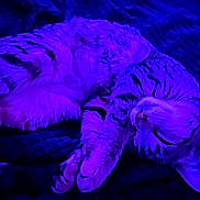 Glinda is registered to the contest to win money with this photo: bedding, blanket, cat, closeup, cozy, feline, fur, indoor, neon, night, nose, paw, pet, portrait, purple_light, relaxed, sleeping, stripes, tabby, whiskers
