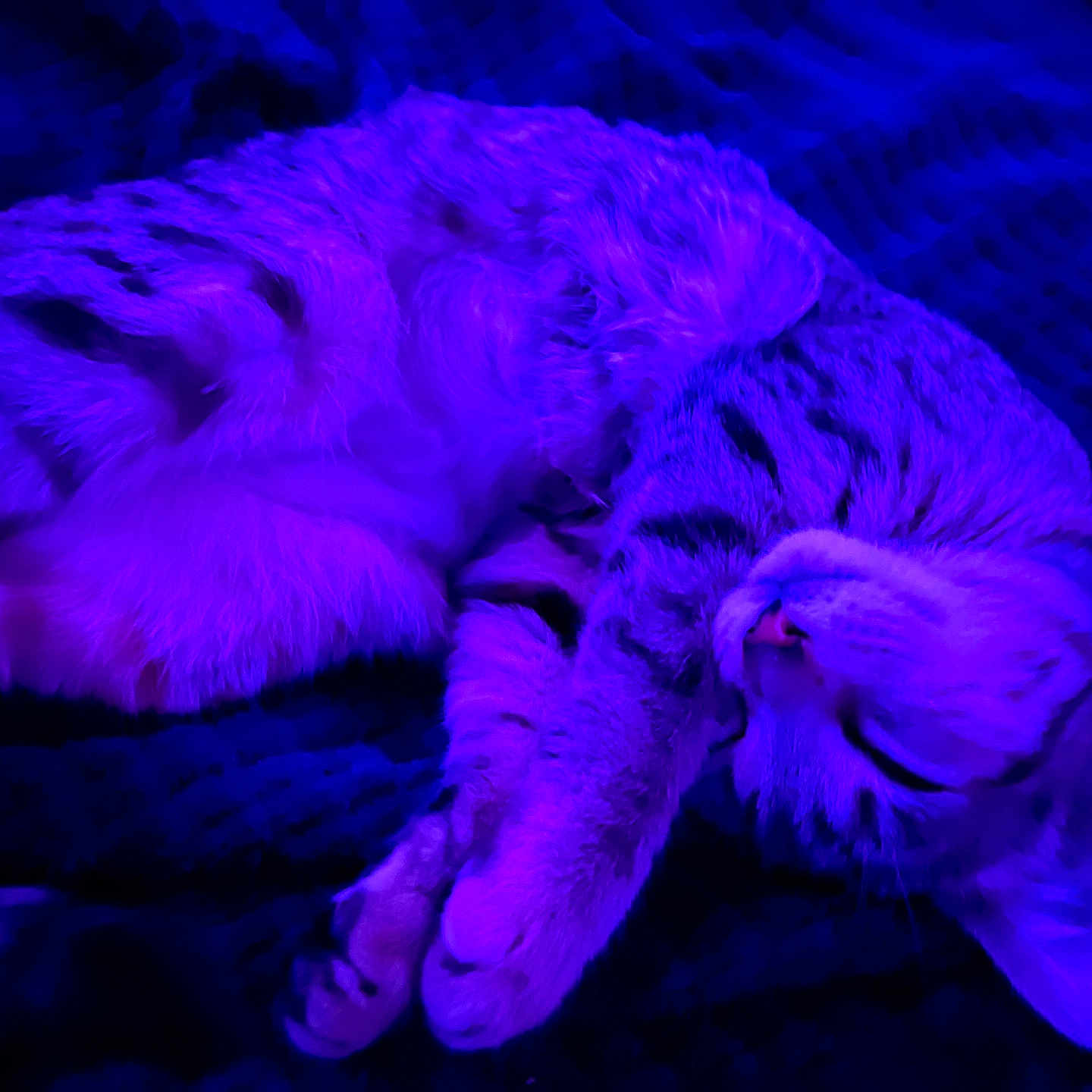 Glinda