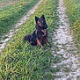 dog, black_dog, grass, path, countryside, nature, outdoor, pet, animal, field, sunlight, greenery, sitting, walking_path, rural, canine, fur, ears, tail, daylight