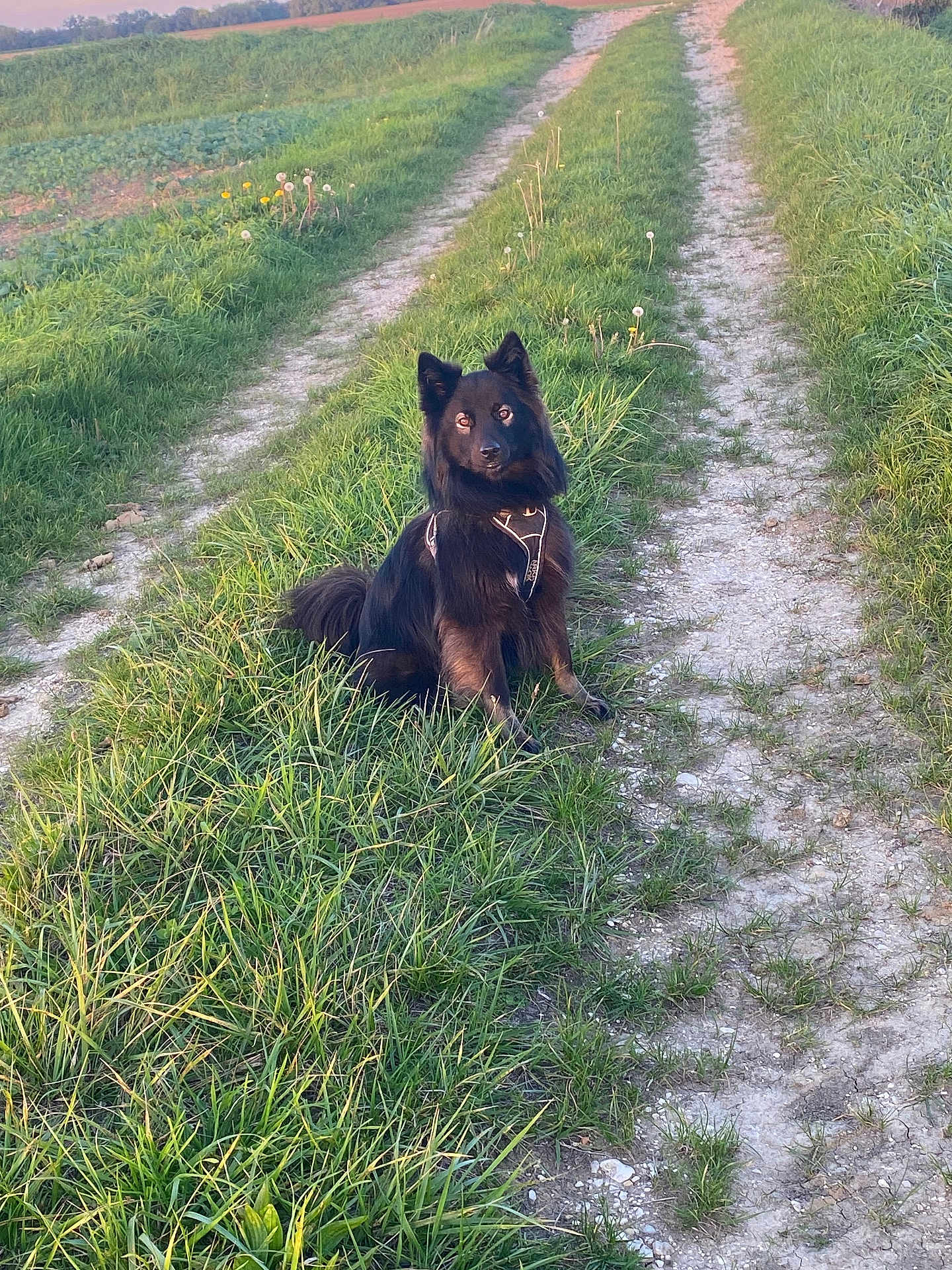 Szya participe au concours pour gagner de l'argent avec cette photo : dog, black_dog, grass, path, countryside, nature, outdoor, pet, animal, field, sunlight, greenery, sitting, walking_path, rural, canine, fur, ears, tail, daylight