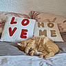 Tigrou a rejoint le concours — aidez-le/la à gagner de superbes lots ! animal, bed, bedroom, blanket, cat, couch, cushion, furniture, homedecor, indoors, kitten, manx, number, person, pet, pillow, room, sleeping, symbol, text