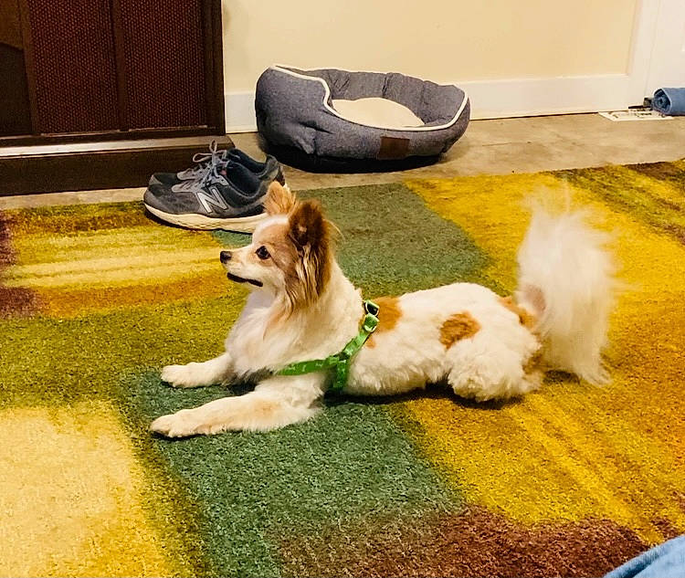 Sparky is registered to the contest to win money with this photo: carnivore, chair, comfort, companion_dog, dog, dog_breed, fawn, felidae, floor, flooring, fur, grass, hardwood, plant, spaniel, sporting_group, tail, terrier, toy_dog, wood