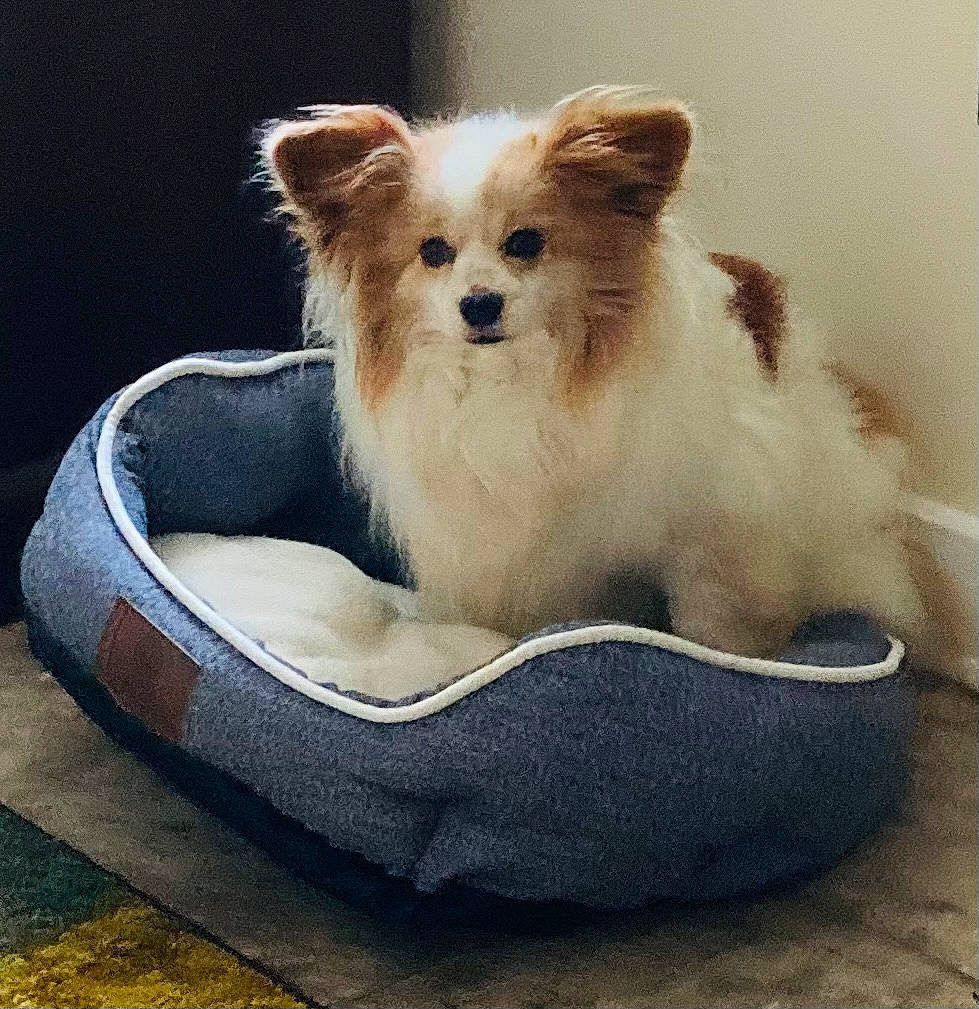 Sparky joined the competition — help win amazing prizes! bowl, canidae, carnivore, cat_supply, comfort, companion_dog, dog, dog_bed, dog_breed, dog_supply, fawn, fur, german_spitz, german_spitz_mittel, pet_supply, snout, spitz, sporting_group, toy_dog, whiskers