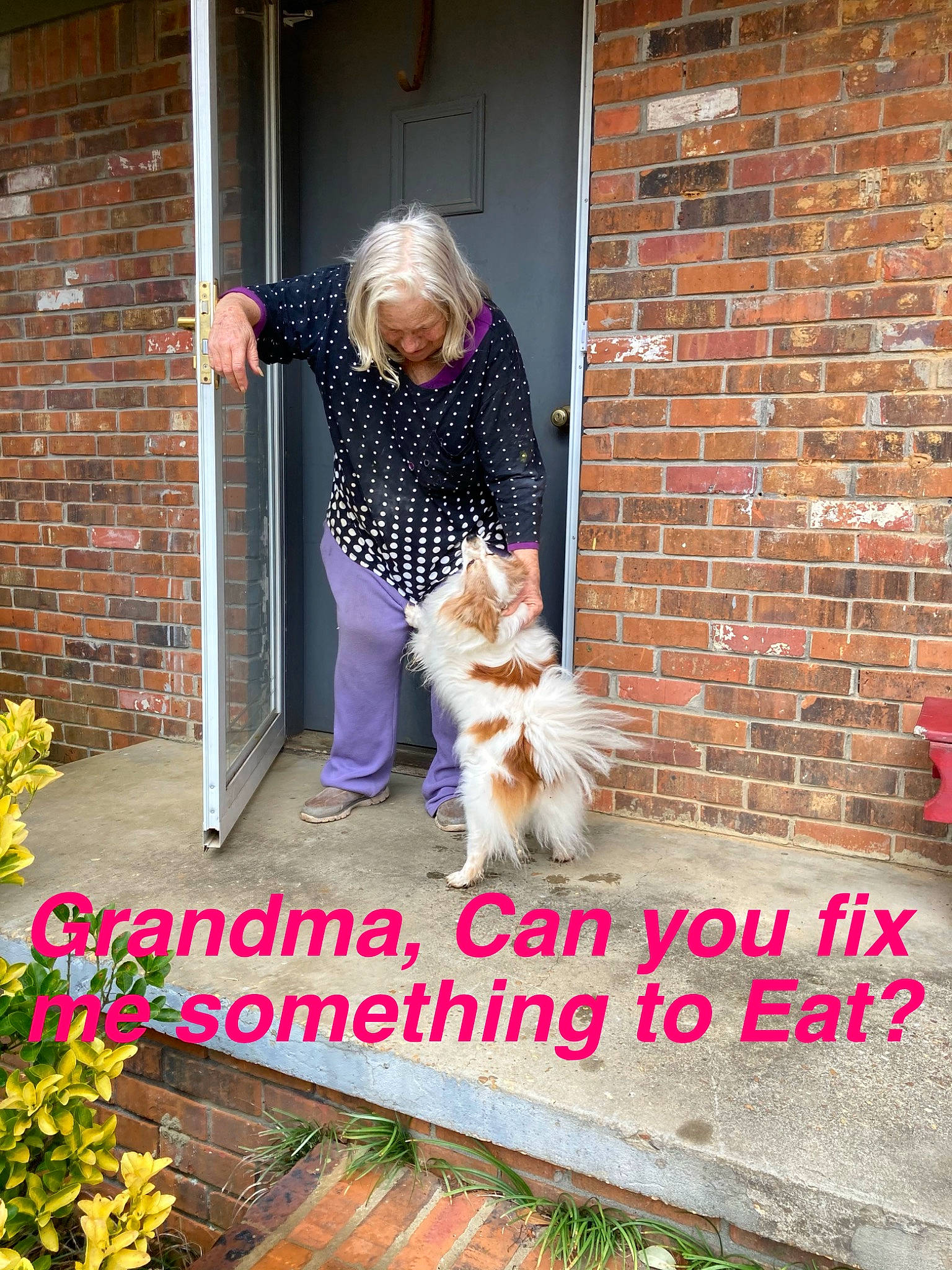 Sparky joined the competition — help win amazing prizes! brick, brickwork, carnivore, companion_dog, dog, dog_breed, door, fawn, felidae, flooring, grass, home, house, plant, porch, shrub, sidewalk, small_to_medium_sized_cats, tail, toy_dog