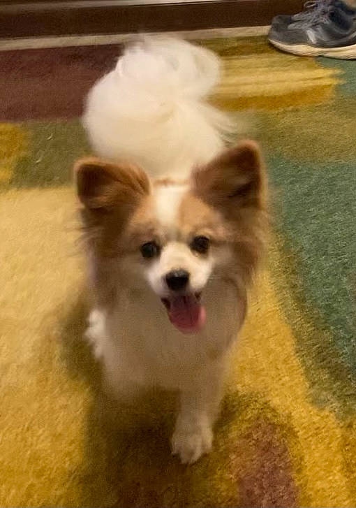 Sparky is registered to the contest to win money with this photo: ancient_dog_breeds, canidae, carnivore, companion_dog, dog, dog_breed, fawn, flooring, fur, german_spitz, german_spitz_klein, grass, non_sporting_group, road_surface, spitz, terrestrial_animal, toy_dog, whiskers, working_animal, working_dog