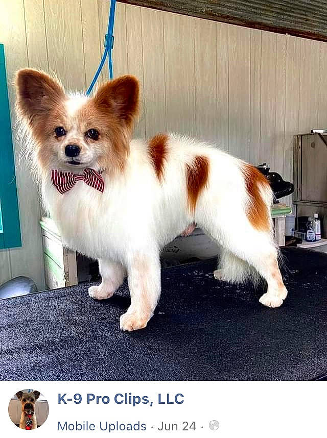 Sparky is registered to the contest to win money with this photo: ancient_dog_breeds, canidae, carnivore, collar, companion_dog, corgi_chihuahua, dog, dog_breed, dog_supply, fawn, font, fur, papillon, paw, photo_caption, snout, sporting_group, tail, toy_dog, whiskers