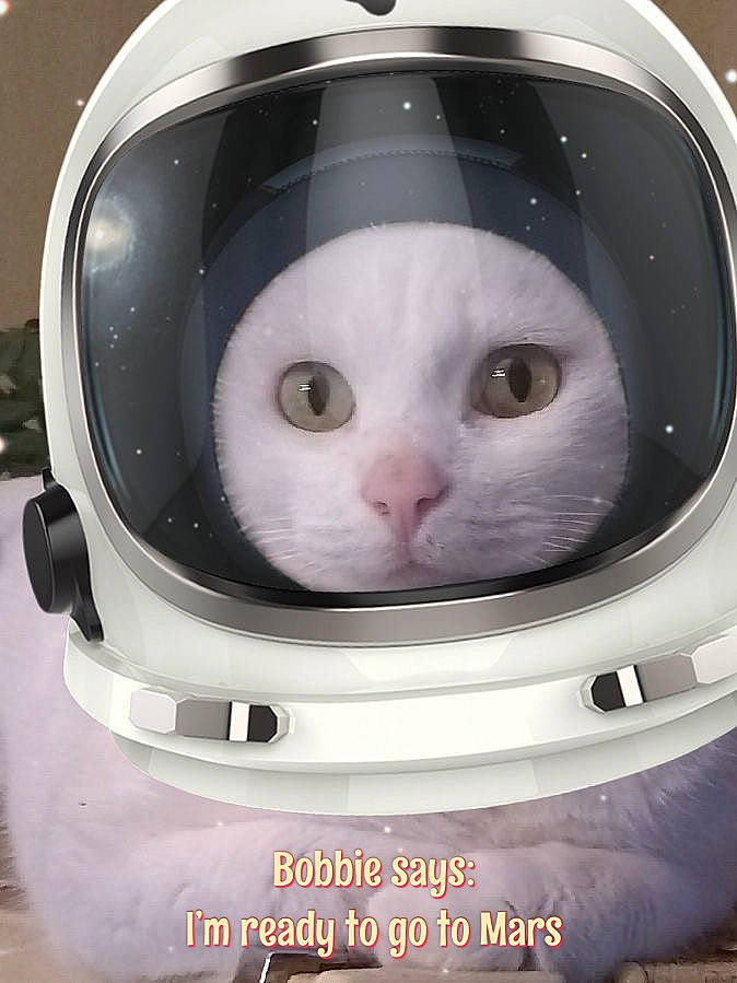 Bobbie is registered to the contest to win money with this photo: automotive_lighting, carnivore, cat, circle, composite_material, curious, eyelash, fang, felidae, font, fur, machine, paper, paper_product, pet_supply, photo_caption, small_to_medium_sized_cats, snout, terrestrial_animal, whiskers