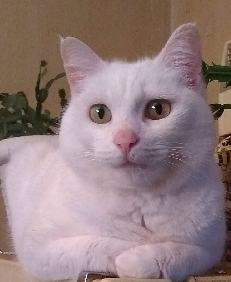 Bobbie is registered to the contest to win money with this photo: carnivore, cat, domestic_short_haired_cat, eye, felidae, fur, plant, small_to_medium_sized_cats, snout, tail, terrestrial_animal, whiskers, window