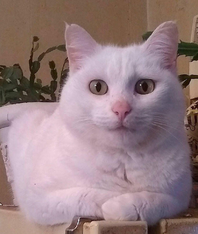 Bobbie is registered to the contest to win money with this photo: carnivore, cat, domestic_short_haired_cat, eye, felidae, fur, iris, paw, plant, small_to_medium_sized_cats, snout, tail, terrestrial_animal, whiskers