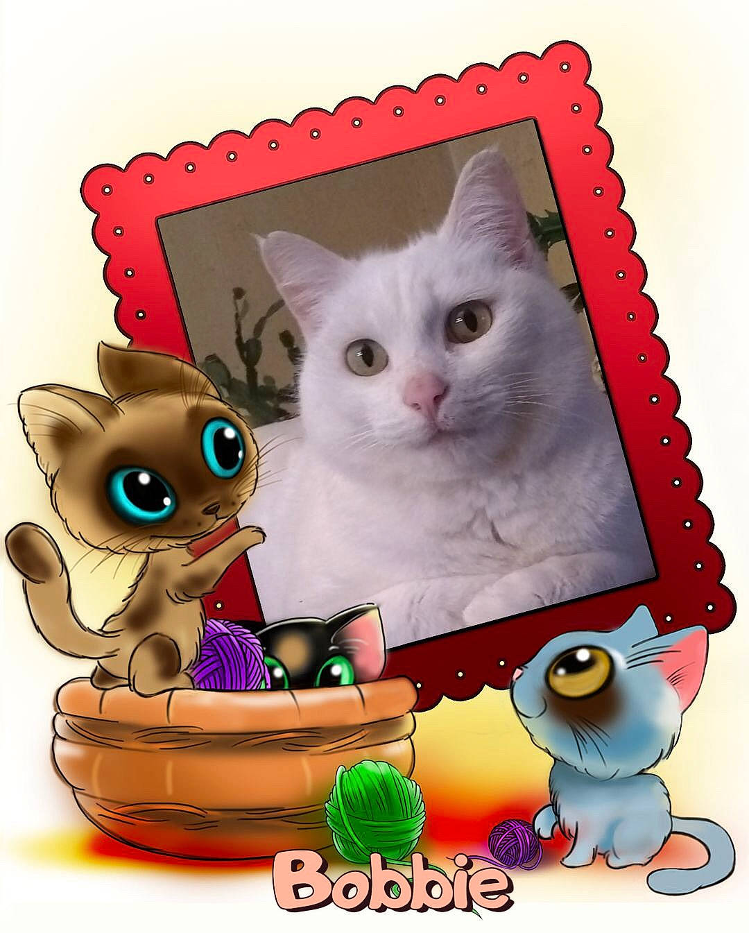 Bobbie is registered to the contest to win money with this photo: art, carnivore, cat, cat_supply, drinkware, felidae, font, fur, graphics, happy, mammal, paw, photo_caption, rectangle, serveware, small_to_medium_sized_cats, snout, tableware, vertebrate, whiskers