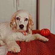 Bailey joined the competition — help win amazing prizes! dog, puppy, white_dog, speckled_fur, blanket, orange_blanket, pumpkin, indoor, pet, cute, animal, lying_down, decor, fall, autumn, cozy, close_up, looking_at_camera, fur, bedroom