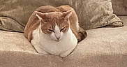 Feyyaz-Pasha joined the competition — help win amazing prizes! animal, cat, comfortable, couch, cozy, cushion, domestic_cat, feline, fur, home, indoor, loaf, mammal, orange_cat, pet, relaxed, resting, sleepy, soft, white_cat