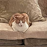 animal, cat, comfortable, couch, cozy, cushion, domestic_cat, feline, fur, home, indoor, loaf, mammal, orange_cat, pet, relaxed, resting, sleepy, soft, white_cat