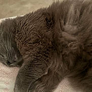 Feyyaz-Pasha is registered to the contest to win money with this photo: animal, cat, close_up, cozy, cute, domestic_animal, feline, fur, gray_cat, indoor, mammal, nap, peaceful, pet, quiet, relaxed, resting, sleeping, soft, whiskers