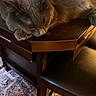 Feyyaz-Pasha joined the competition — help win amazing prizes! animal, carpet, cat, chair, close_up, cozy, dark_brown, fur, furniture, home, indoor, pattern, paws, pet, quiet, relaxed, resting, sleeping, whiskers, wooden_table